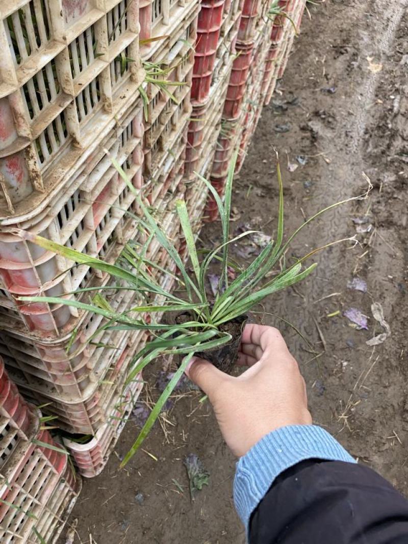 兰花三七自产自销兰花三七种植基地一手货源