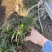 沿阶草自产自销沿阶草种植基地60万他经常自产自销