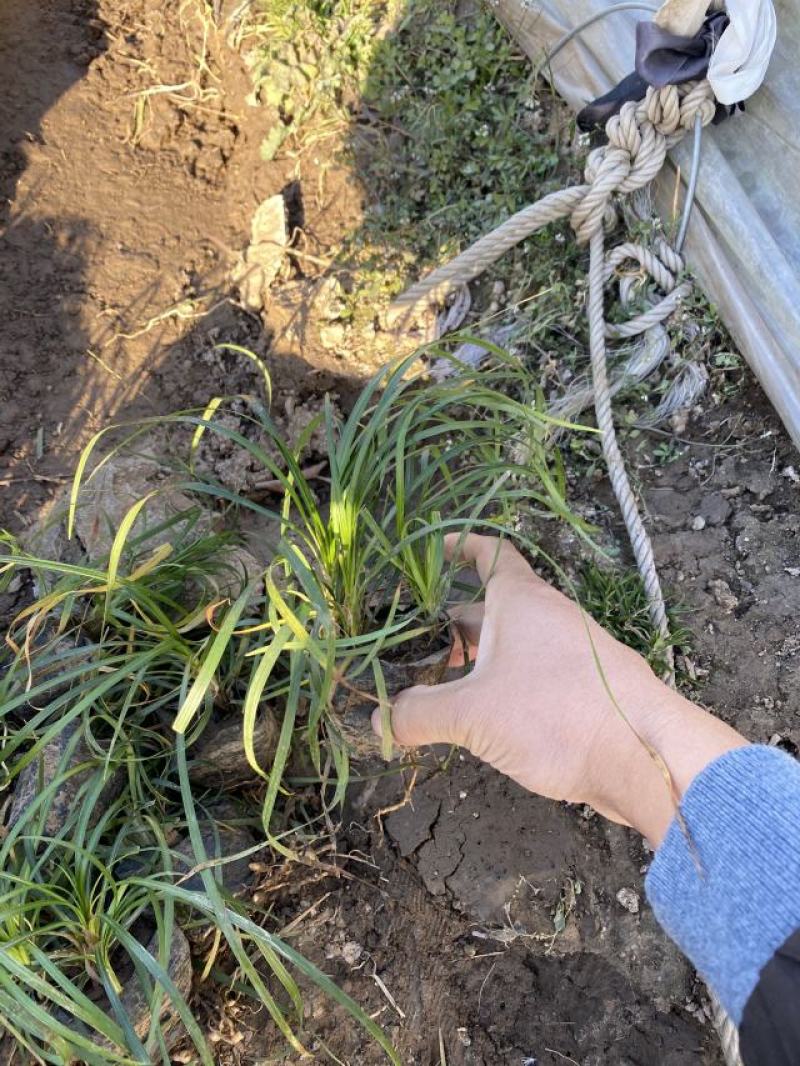 沿阶草自产自销沿阶草种植基地60万他经常自产自销