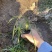 沿阶草自产自销沿阶草种植基地60万他经常自产自销