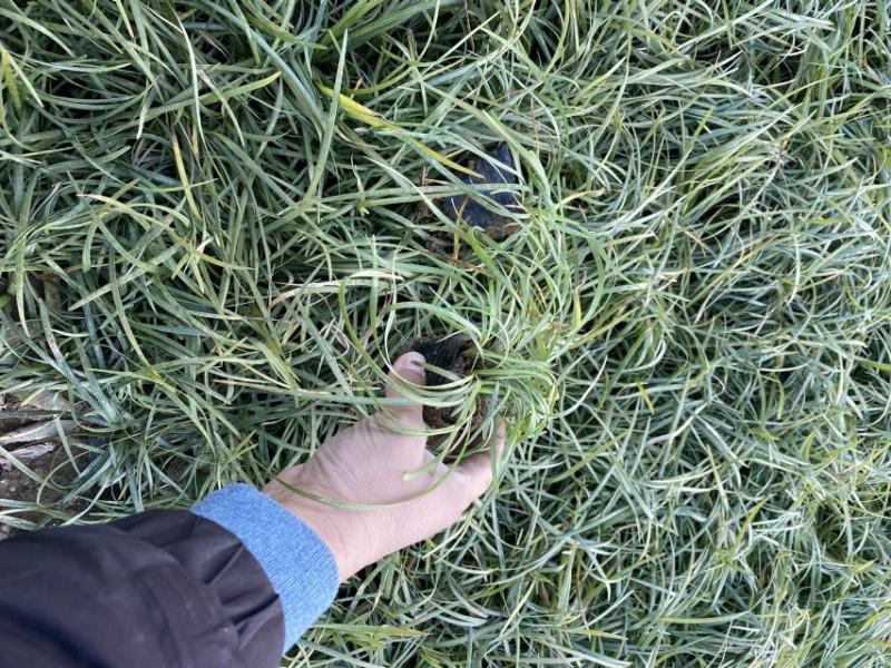 沿阶草自产自销沿阶草种植基地60万他经常自产自销