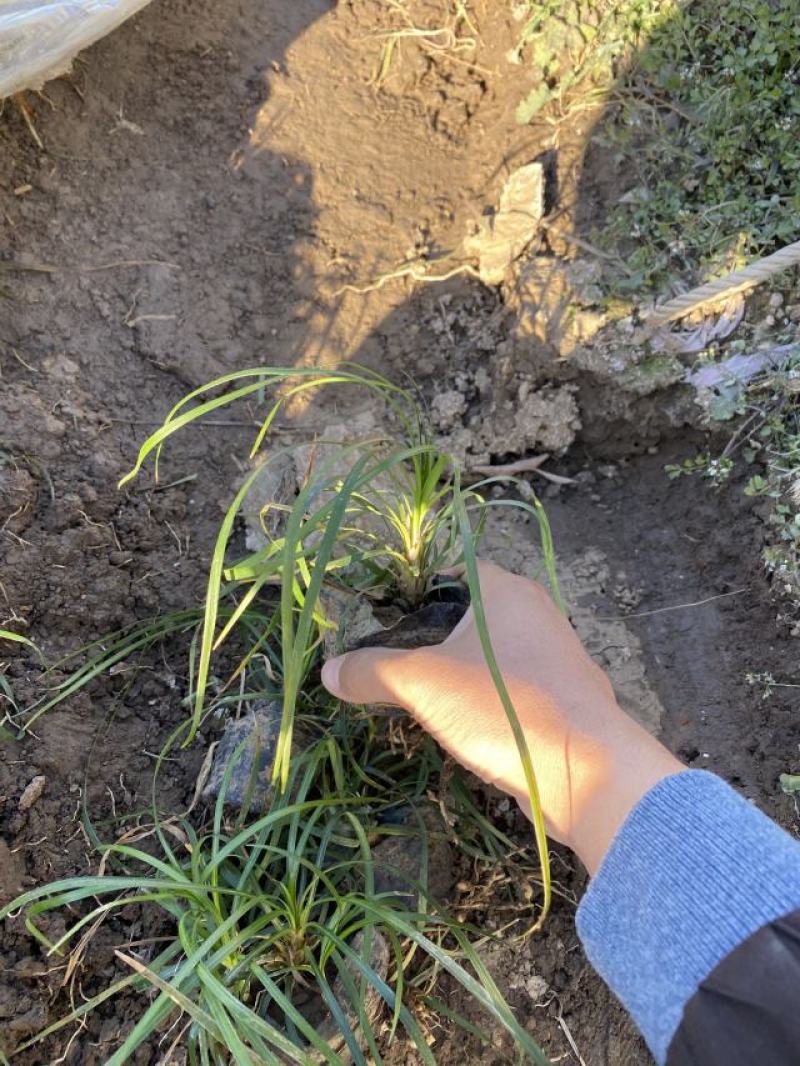沿阶草自产自销沿阶草种植基地。100万低价处理