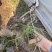 沿阶草自产自销沿阶草种植基地。100万低价处理