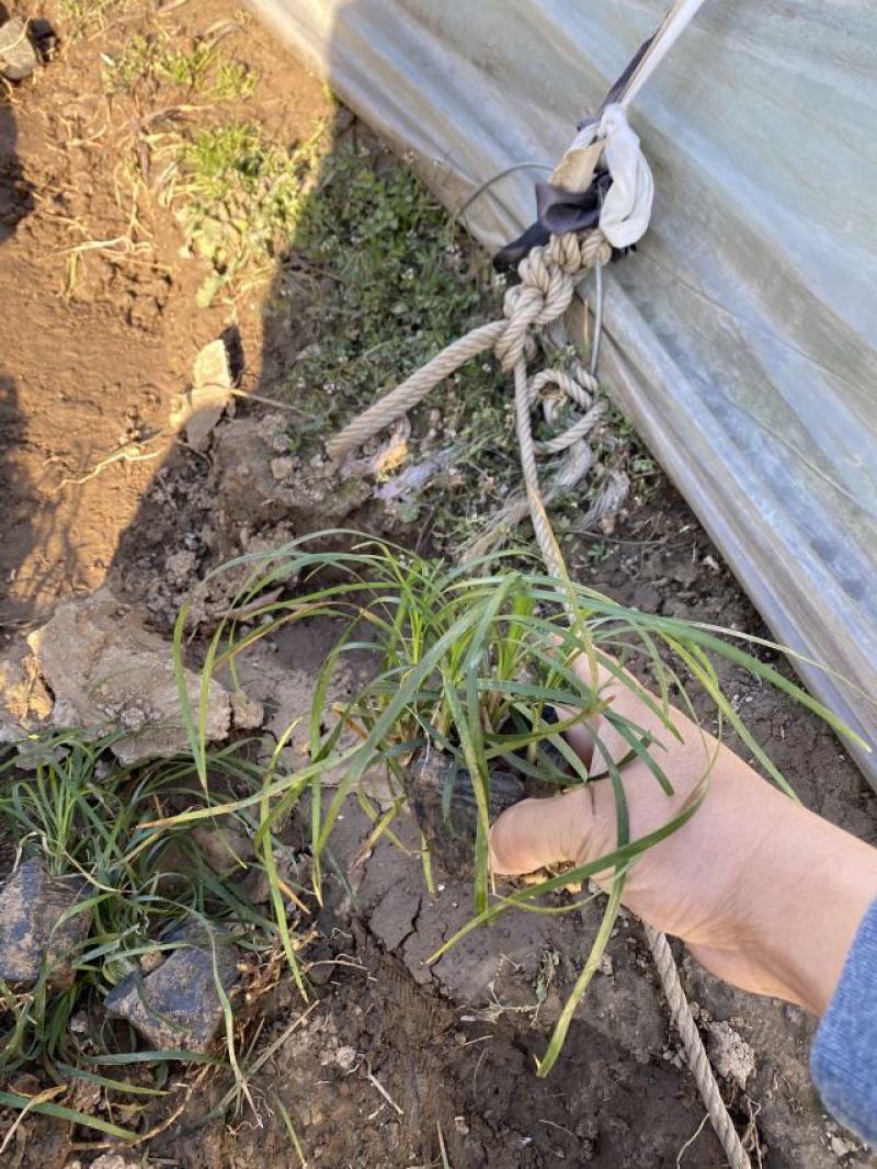 沿阶草自产自销沿阶草种植基地。100万低价处理