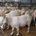 美国白山羊产地发货便宜全国接单视频看货