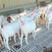 美国白山羊产地发货便宜全国接单视频看货