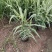 花叶芦竹种植基地花叶芦竹80万低价丛生花叶芦竹