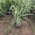 花叶芦竹种植基地花叶芦竹80万低价丛生花叶芦竹
