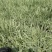 花叶芦竹自产自销200万花叶芦竹直销。价格批发。