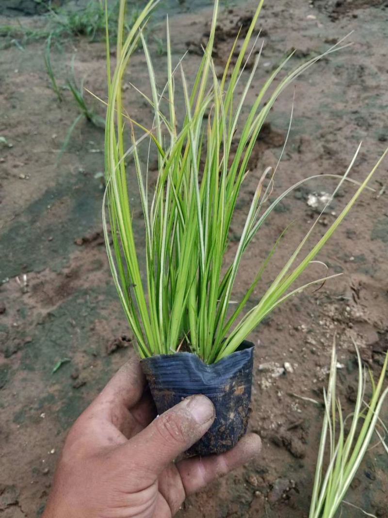 金叶石菖蒲自产自销金叶石菖蒲基地直销。50万处理