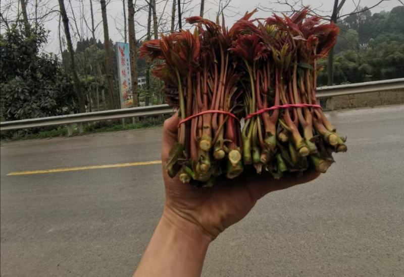 香椿芽，神奇的树上蔬菜，大量尾货提供。欢迎各位老板洽谈