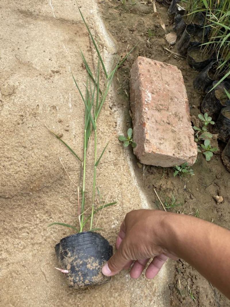 芦苇种植基地芦苇自产自销。低价处理。