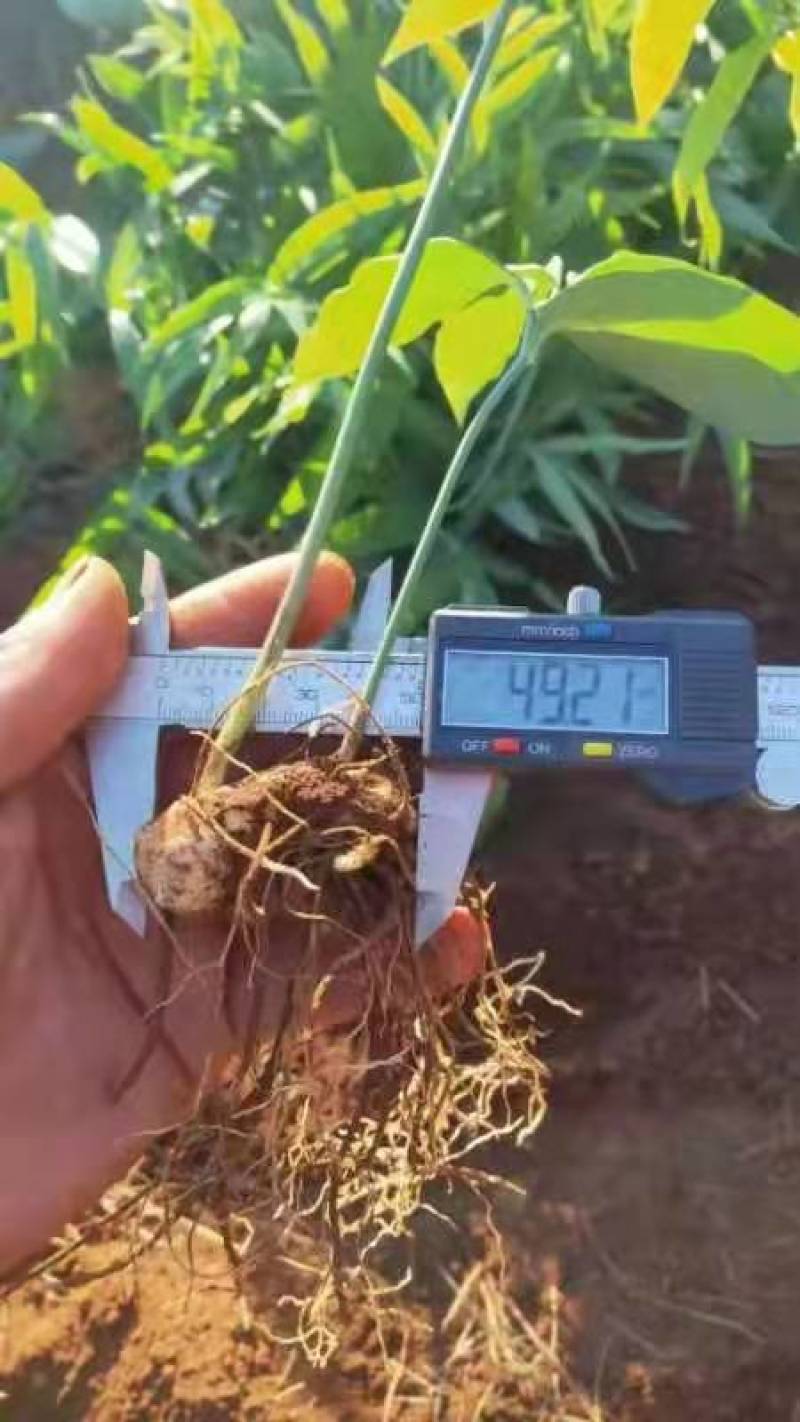 高杆大卷叶多花姜型不到苗甜黄精苗，规格你看得见的。