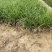 麦冬自产自销麦冬种植基地麦冬大量供应。300万
