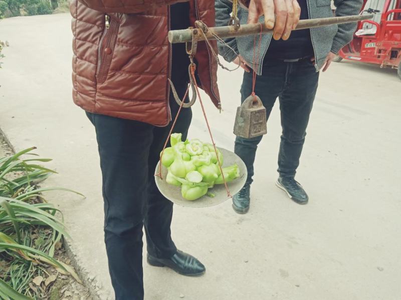 新鲜菜头，鲜货榨菜，价格美丽，欢迎各位老板洽谈