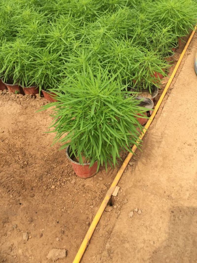 地肤自产自销地肤种植基地地肤农户批发