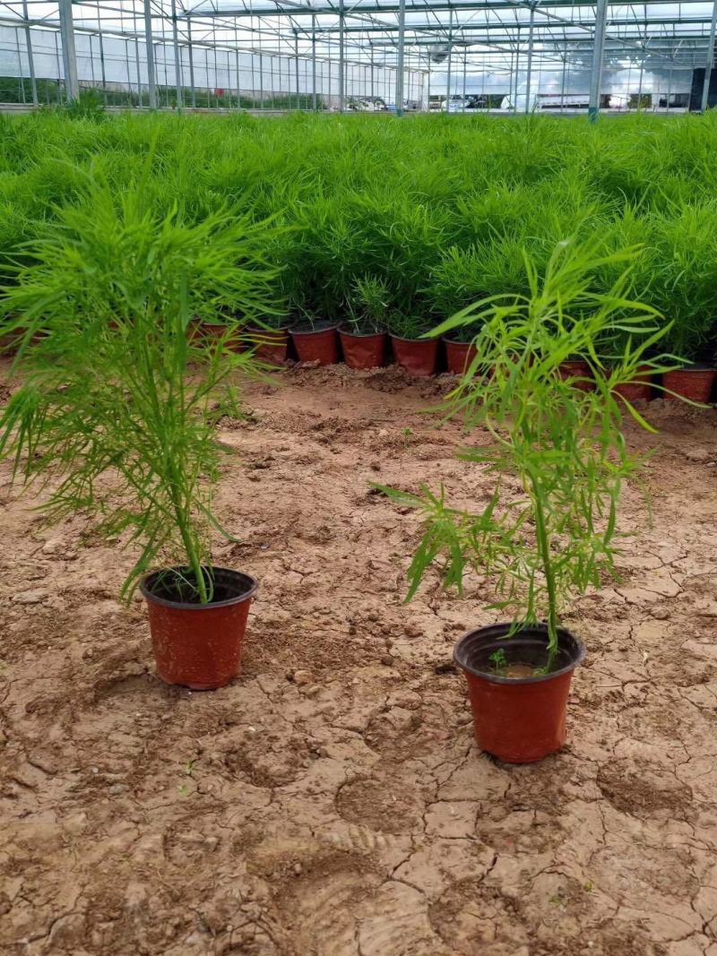 地肤自产自销地肤种植基地地肤农户批发