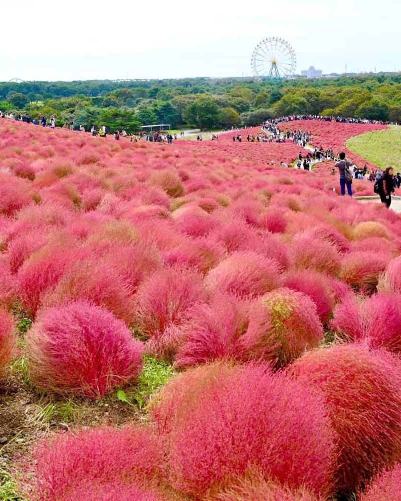 地肤自产自销地肤种植基地地肤农户批发