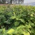 花卉盆景红廖种植基地红廖自产自销一手货源