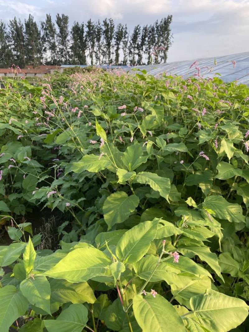 花卉盆景红廖种植基地红廖自产自销一手货源