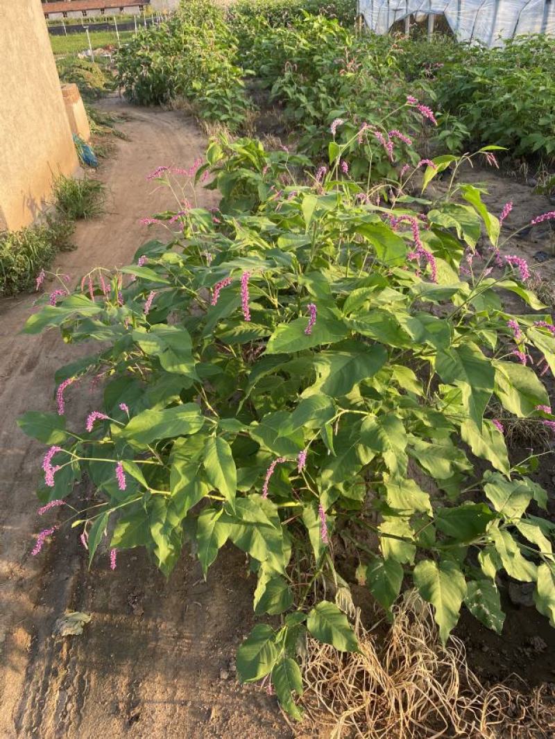 花卉盆景红廖种植基地红廖自产自销一手货源