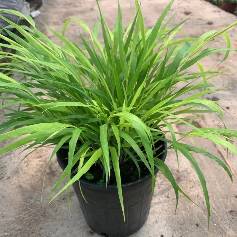 花卉盆景箱根草种植基地箱根草农户直销。低价处理。
