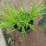 花卉盆景箱根草种植基地箱根草农户直销。低价处理。