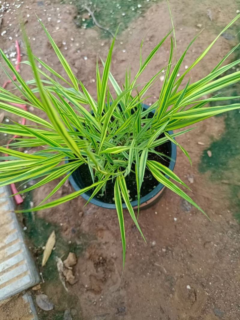 花卉盆景箱根草种植基地箱根草农户直销。低价处理。