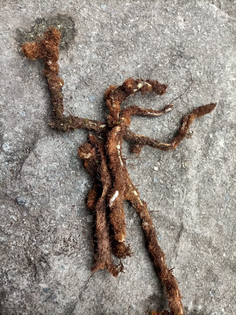 骨碎补