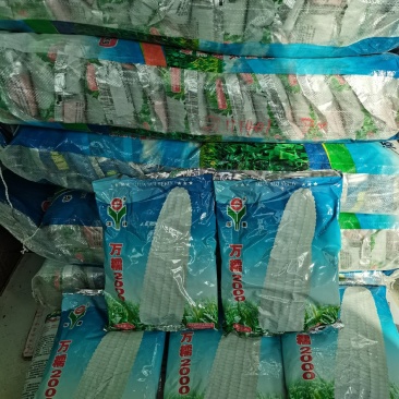 万糯2000玉米
