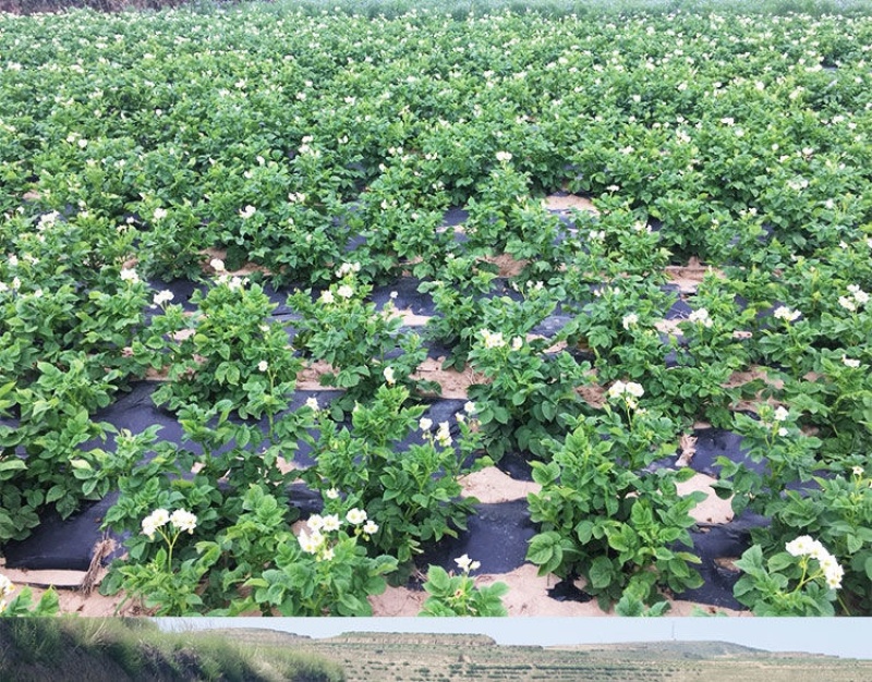 甘肃土豆、精品定西土豆一点红土豆、量大优惠、淀粉含量高