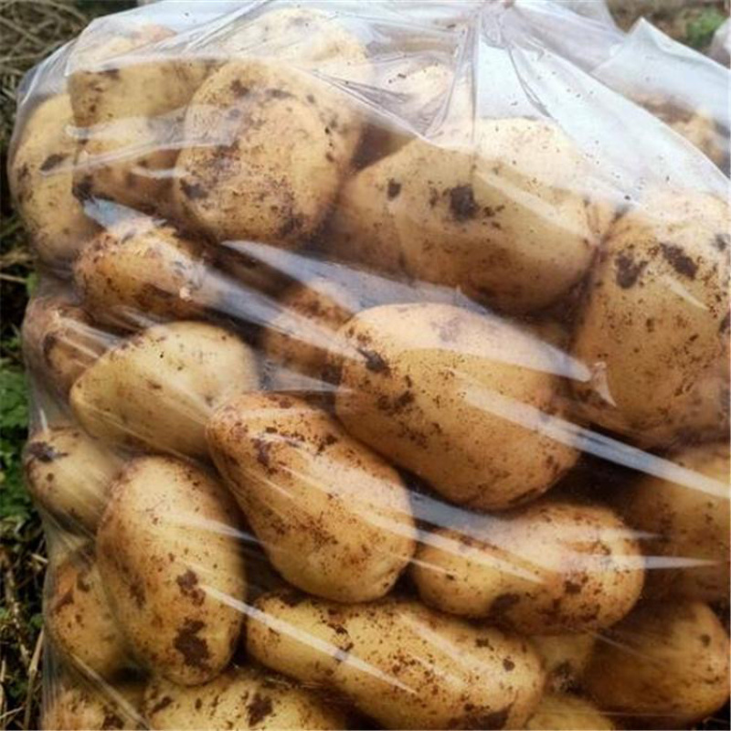 甘肃土豆、精品定西土豆一点红土豆、量大优惠、淀粉含量高