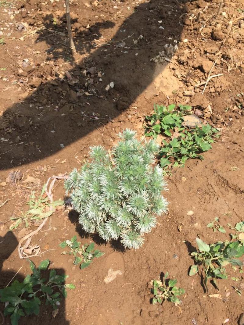 花卉盆景朝雾草自产自销朝雾草批发价格朝雾草种植