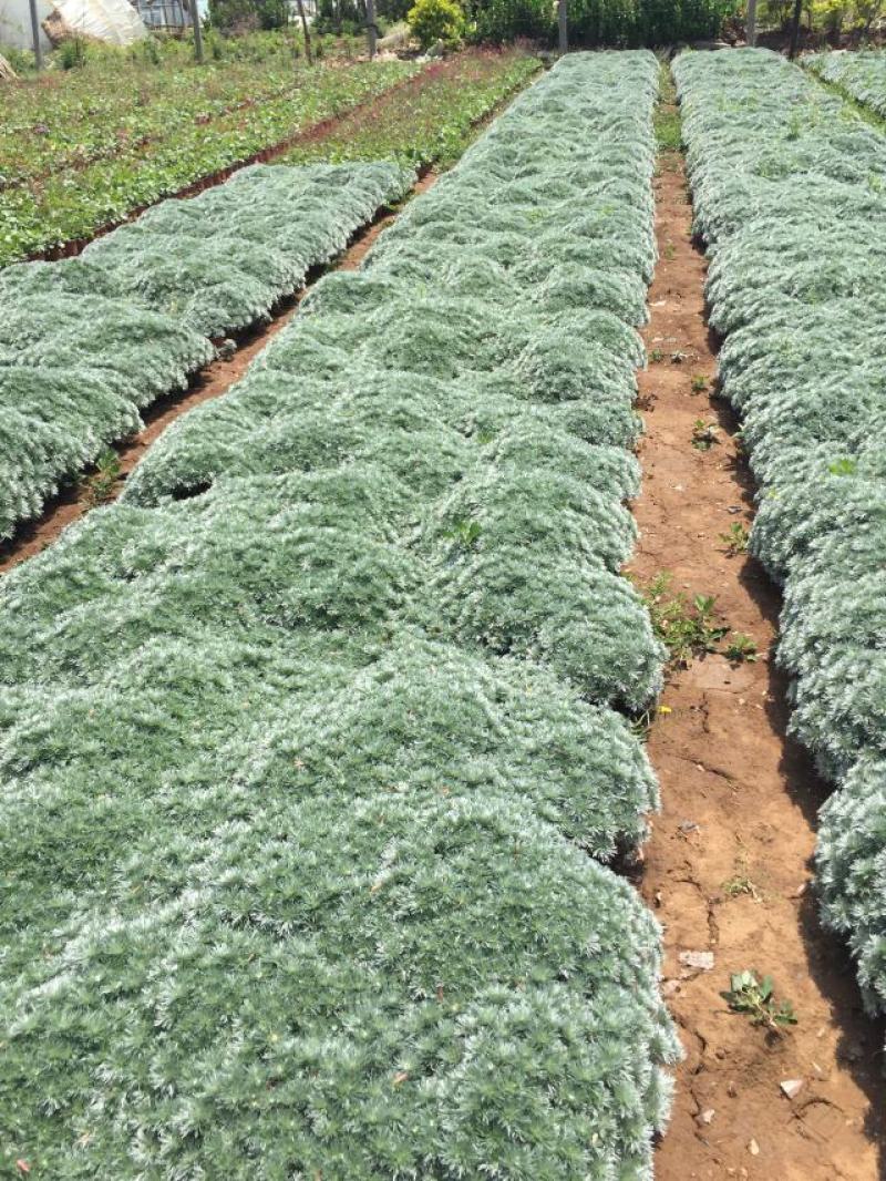 花卉盆景朝雾草自产自销朝雾草批发价格朝雾草种植