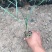花卉盆景紫娇花自产自销紫娇花农户低价出售600万