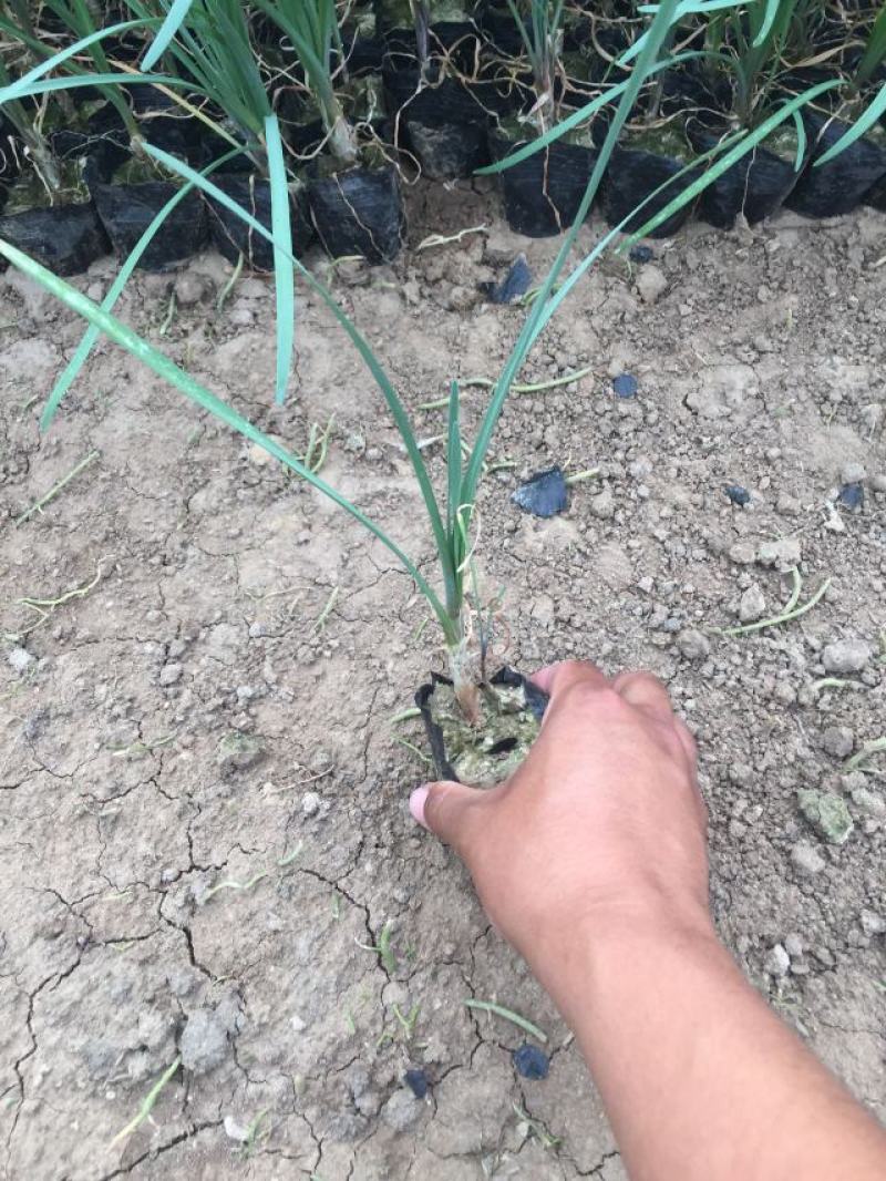 花卉盆景紫娇花自产自销紫娇花农户低价出售600万