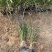 花卉盆景紫娇花自产自销紫娇花农户低价出售600万