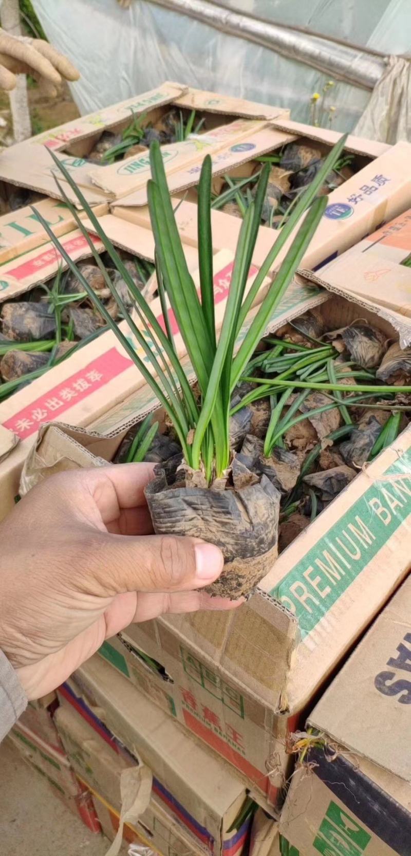 百子莲自产自销百子莲种植基地百子莲批发