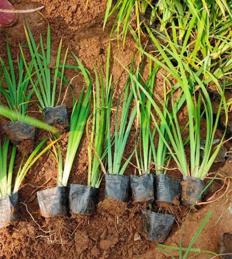 常绿鸢尾种植基地常绿鸢尾自产自销60万低价常绿