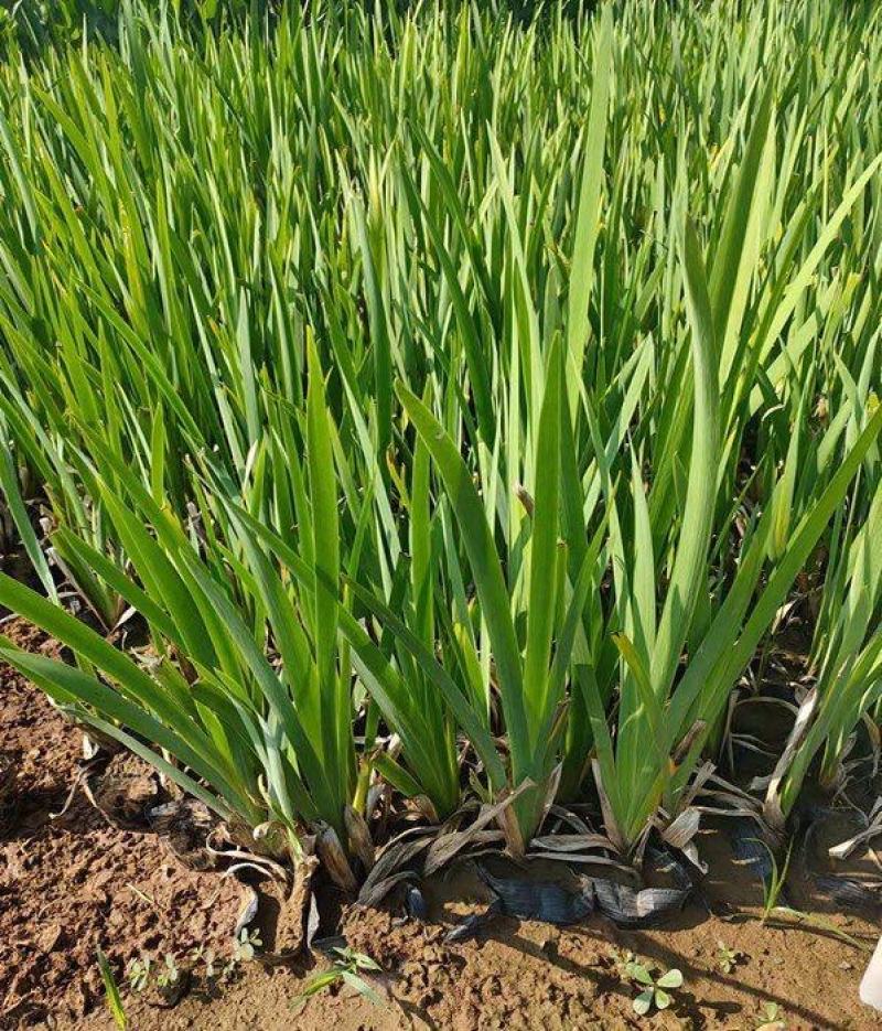 常绿鸢尾种植基地常绿鸢尾自产自销60万低价常绿
