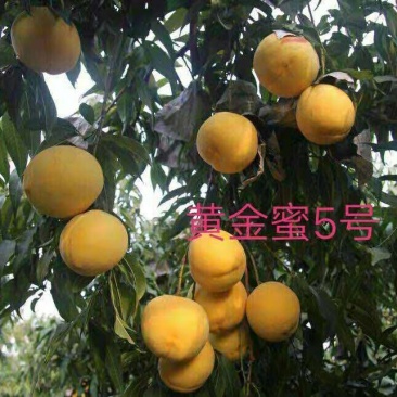 黄金冠桃树苗锦绣黄桃黄金蜜秋彤冬桃免费技术指导包邮