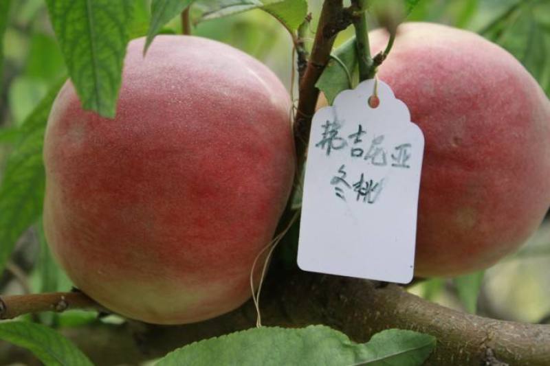 黄金冠桃树苗锦绣黄桃黄金蜜秋彤冬桃免费技术指导包邮