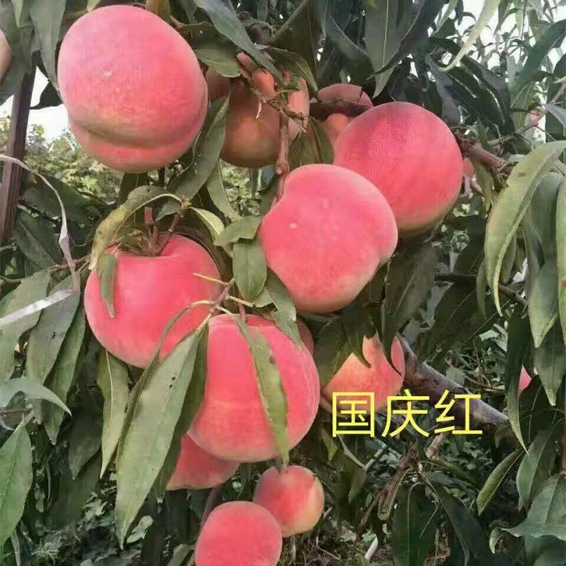 黄金冠桃树苗锦绣黄桃黄金蜜秋彤冬桃免费技术指导包邮
