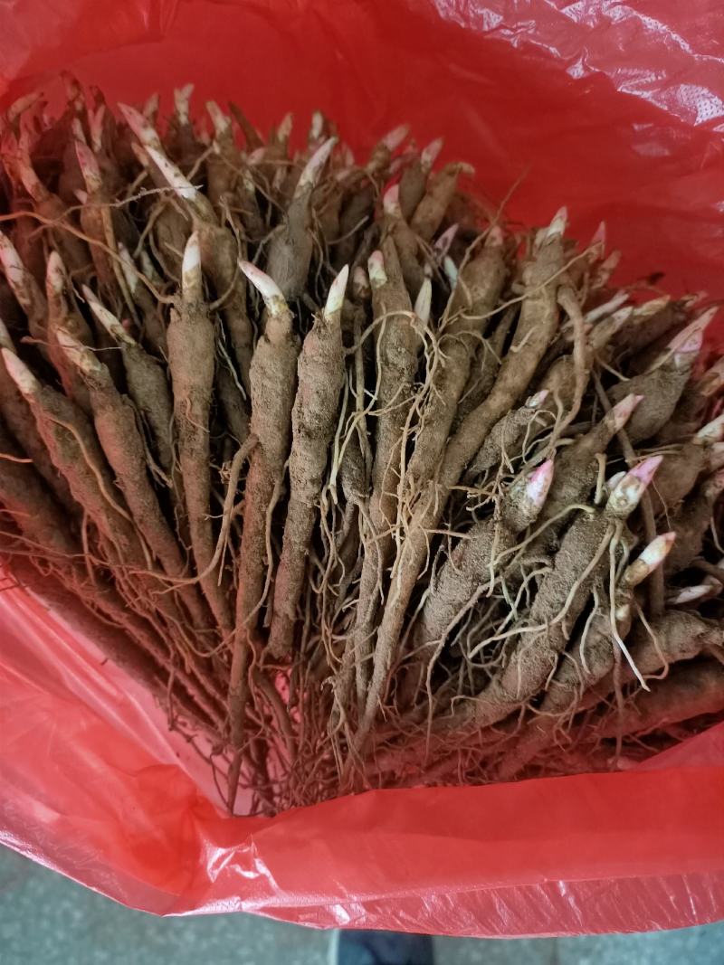 赤芍苗芍药苗白芍苗基地大量批发零售1-3年赤芍苗