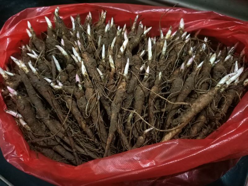 赤芍苗芍药苗白芍苗基地大量批发零售1-3年赤芍苗