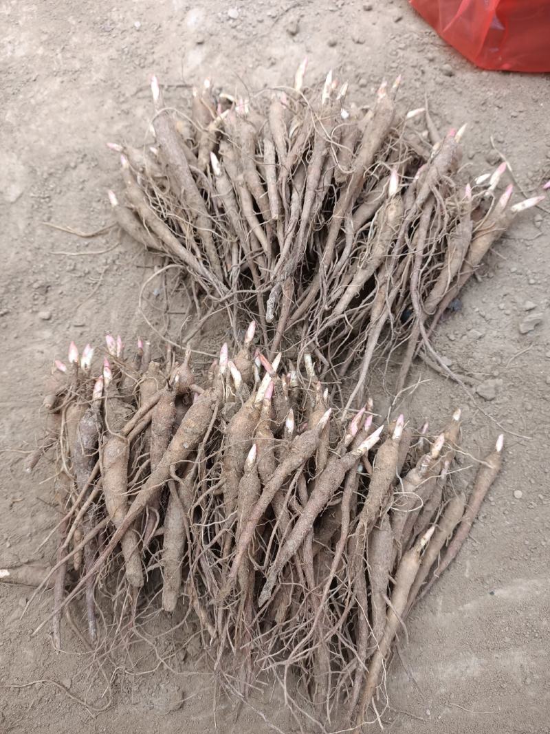 赤芍苗芍药苗白芍苗基地大量批发零售1-3年赤芍苗