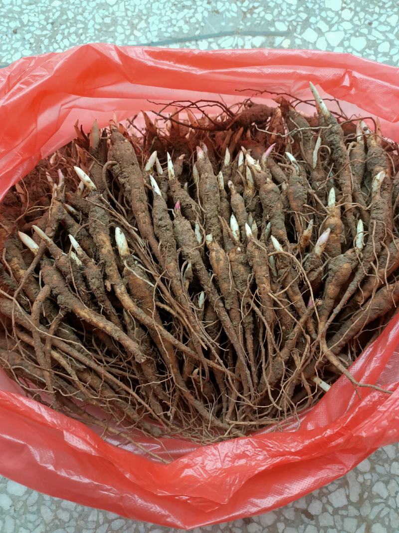 赤芍苗芍药苗白芍苗基地大量批发零售1-3年赤芍苗