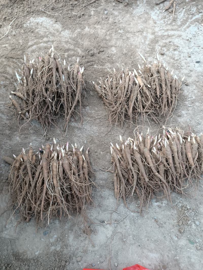 赤芍苗芍药苗白芍苗基地大量批发零售1-3年赤芍苗