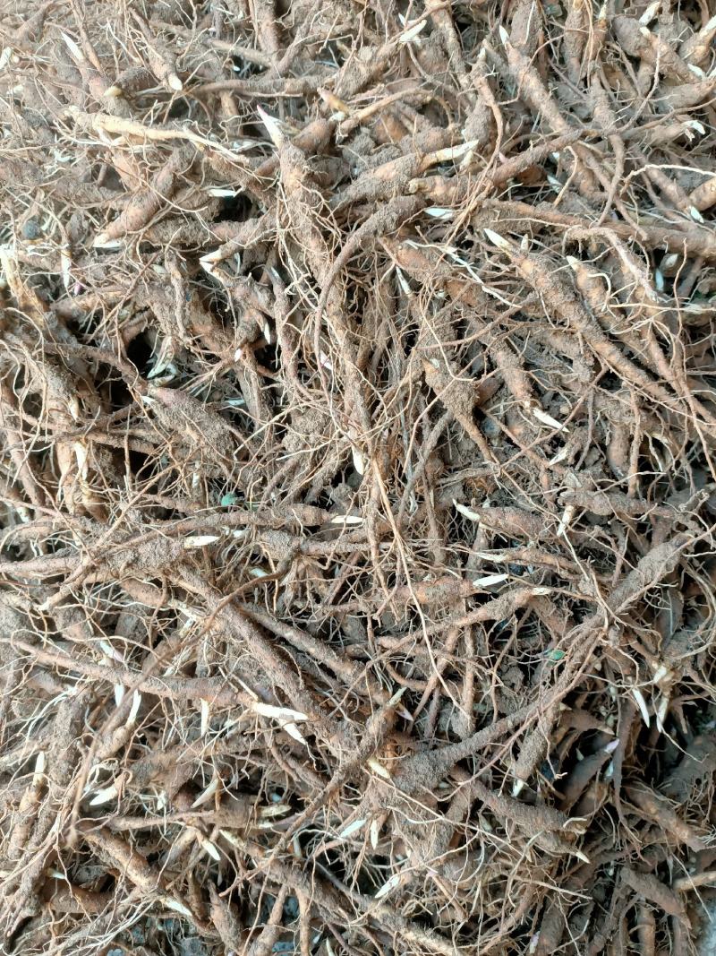赤芍苗芍药苗白芍苗基地大量批发零售1-3年赤芍苗