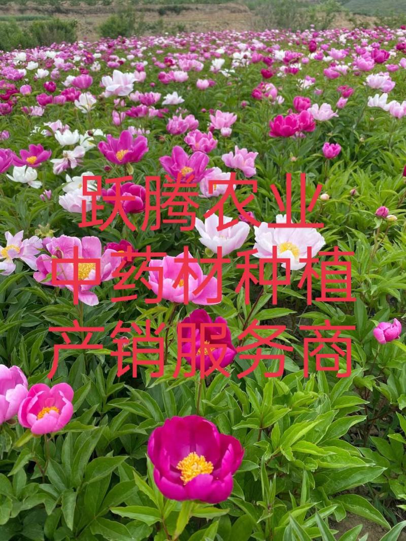 赤芍苗芍药苗白芍苗基地大量批发零售1-3年赤芍苗